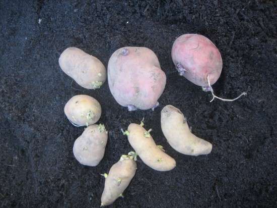 Seed Potatoes