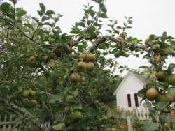 September Apples on the Hoof