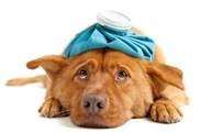 Sick as a Dog