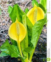 Skunk Cabbage in Summer