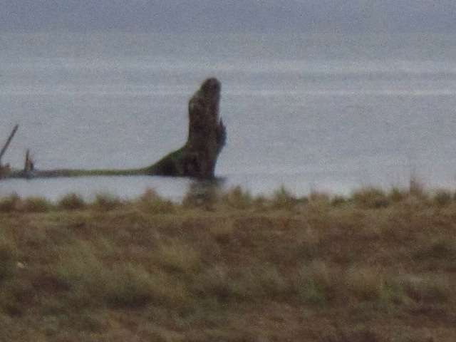 Snag at Anchor on Willapa Bay