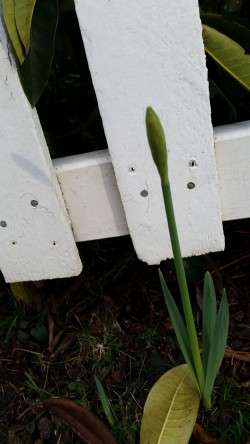 Spring On The Way