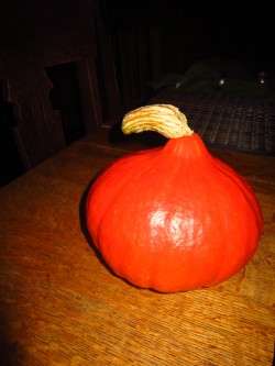 Squash from Susan's Garden