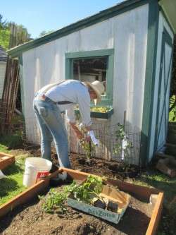 Staking Tomato Plants