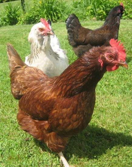 Even with chickens, you can’t have it both ways!