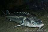 Sturgeon