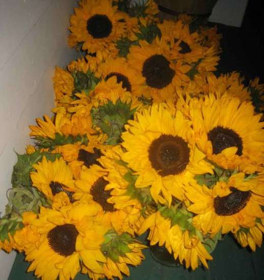 Sunflowers