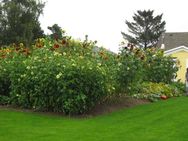 Sunflowers in the Rain (1)