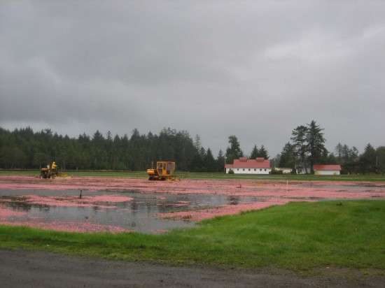 The Watery World of Cranberries