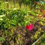 Signs and Peonies