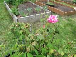 The First York Rose