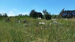 Oysterville through the Tall Grass