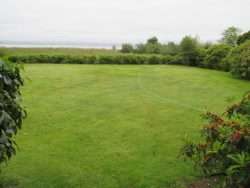Today's Lawn A Hint of Summer Yellow
