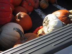 Truck Load of Spent Pumpkins