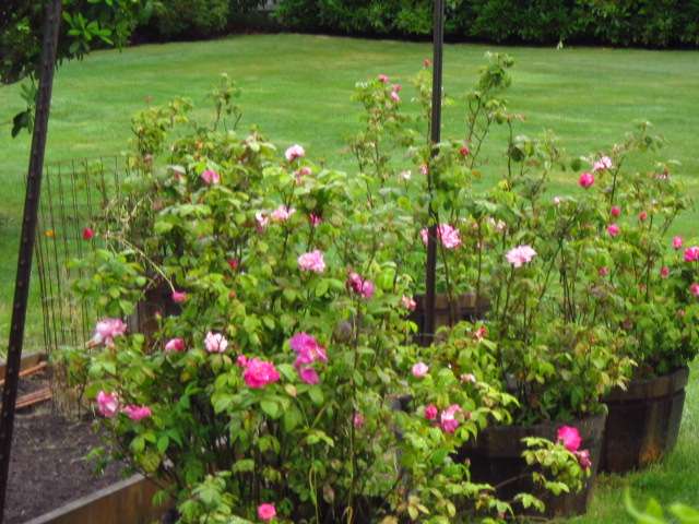 Tubs of York Roses