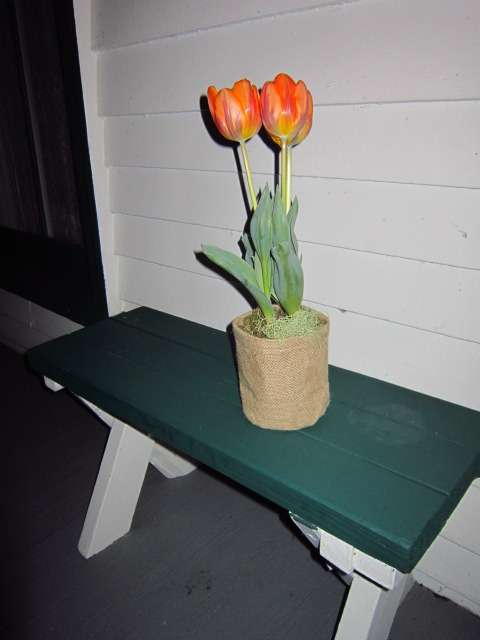 Tulips on the Bench