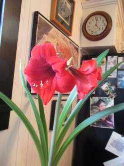 Two More Amaryllis Blossoms