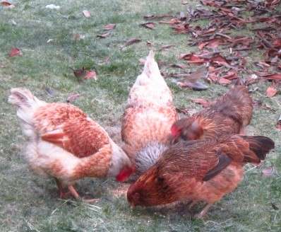 Very Busy Girls