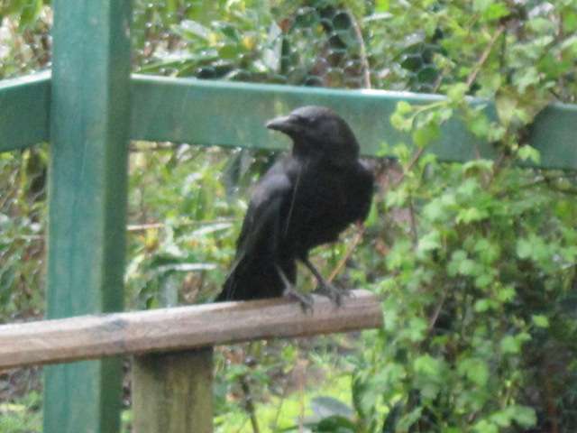 Visitor