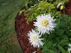 At long last!  It’s Dahlia Season in Oysterville!