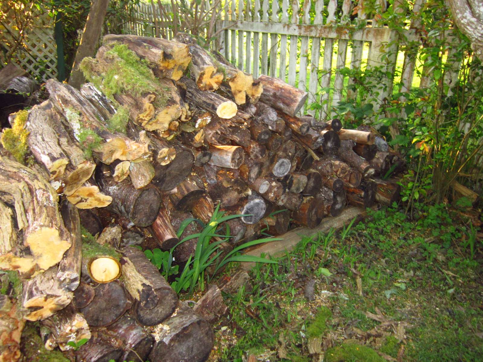 Woodpile
