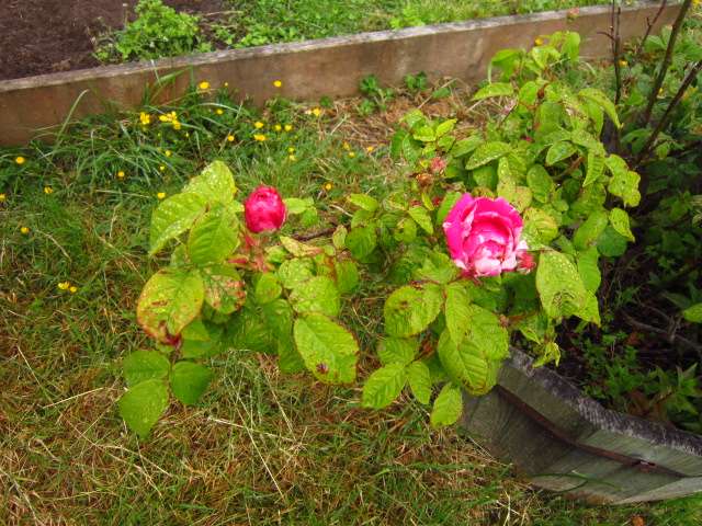 York Roses, June 14, 2013 (1)