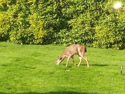 A Visit From The Deer People