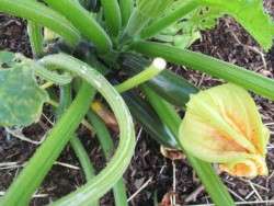 Zucchini Coming On