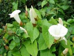 Dratted Bindweed