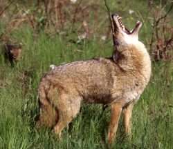 In Our Backyard?