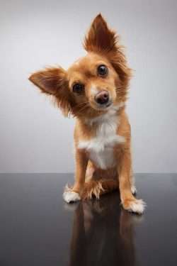 And speaking of dogs…