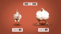 foodincchicken