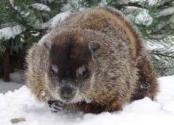 Punxsutawney Phil?