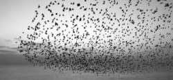 Osa's Starlings Looked A Lot Like This Photo From The Internet