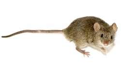mouse