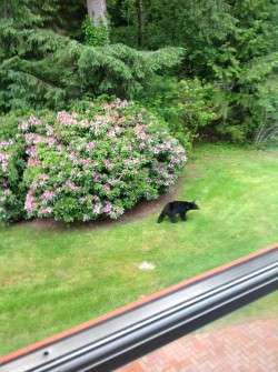 Evenig Visitor (From Betsy Nordquist)