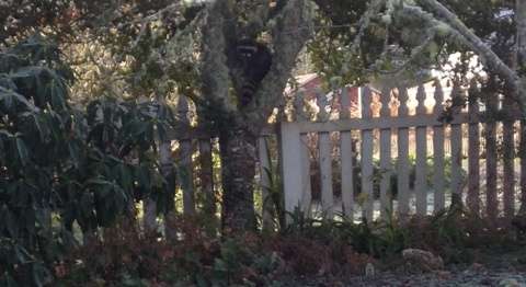 raccoon