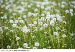 A Field Full of Wishes