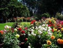 Dahlia Garden Plan