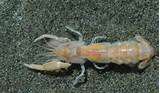 Ghost Shrimp