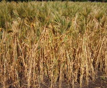 wheat