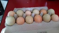 Normal Eggs from Our Normal Hens