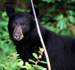 Black Bear