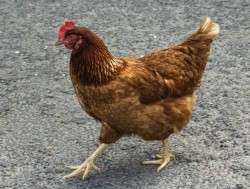 Crossing the Road