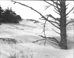 At the End of Oysterville Road, 1940s