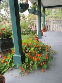 Nasturtiums-on-the-Move