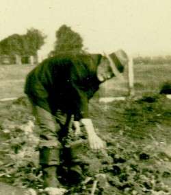 Papa in his Victory Garden
