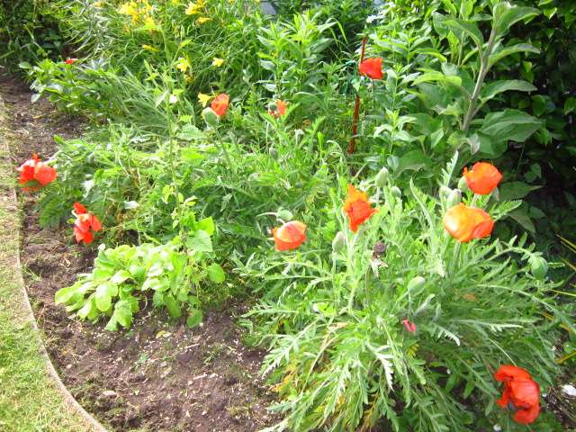 Poppies in June