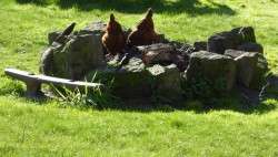 The Foragers - Photo by Tucker