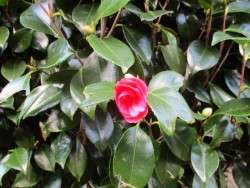 Camellia in December